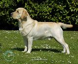 Labrador Retriever 9R047D-110